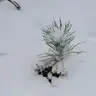 groot5