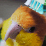 Kiko_kiwi