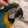 taiyothemacaw