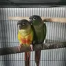 Aus_conure_dad26