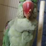 Mithu_