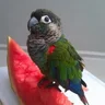 Kens_The_Conure_Lover