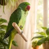 DarkGreenAlexandrine