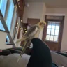 SillySeri