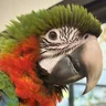 Harlequin macaw Lumi