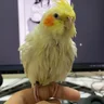 Snowatiel