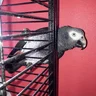 FenixGrey