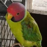Cerise