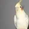 birdy bird