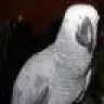 Weniki