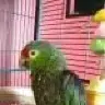 Corkie