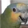 jodieflo