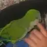 BirdHouse