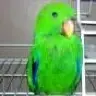 Keno