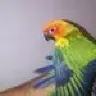 Dankid