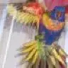 LoriLorikeet