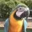BirdTrainer