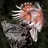 HumanWings
