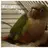 whitniebird