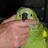 SpringCottageParrot