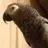 KrazyBirdBoy
