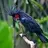 TheMajesticPalmCockatoo