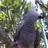 parrot14