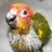 ChidoriSunConure