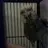 Krazycats5