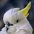 Cockatoo