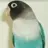 OolovebirdiesoO
