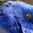 haleybird