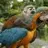 BirdmanG