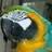 Birdlover1