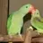 birdy_numnum