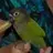 Flavy