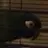FluffyYellowBird