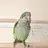 Wvbirdlover