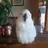 Cawbird