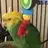 Birdjoy