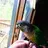 Destornis