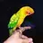 LolaBird