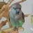 birdsftw