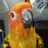 sillywillybirdy