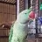 Carl_the_Alexandrine