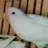 4birdzz