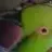 eaverhd