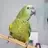 YoshiSwe