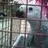 ParrotLover