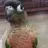 LouieTheBird